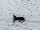 Shoveler – Płaskonos